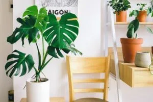 Plantas de interior resistentes